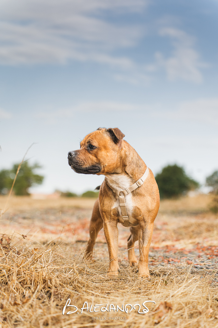 Photo 027 | Bertrand ALEXANDRE – Compagnons